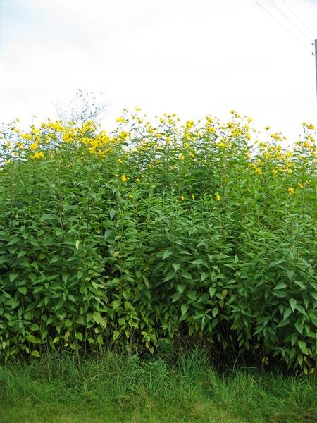 topinambur-tee-bio-topinambur-blatttee-aus-handverlesenen-schonend-getrockneten-blaettern-detailansicht